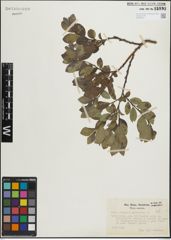 Foto von Salix glauca L. x Salix myrsinites L.